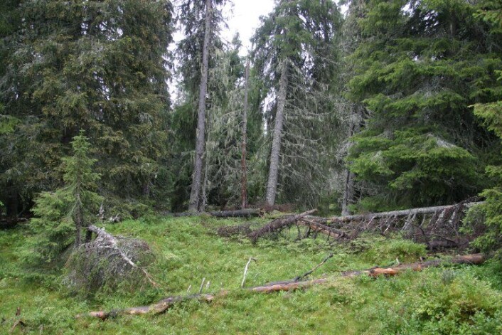 Fleretasjet skog er en forutsetning for såkalt lukket hogst. Det betyr at skogsarbeidere ikke tar alle trærne, men lar flere stå igjen. Luft mellom trærne gir nemlig mer lys til skogbunnen, som igjen gir rikere vegetasjon. ( Foto: John Yngvar Larsson) Fleretasjet skog er en forutsetning for såkalt lukket hogst. Det betyr at skogsarbeidere ikke tar alle trærne, men lar flere stå igjen. Luft mellom trærne gir nemlig mer lys til skogbunnen, som igjen gir rikere vegetasjon. ( Foto: John Yngvar Larsson)
