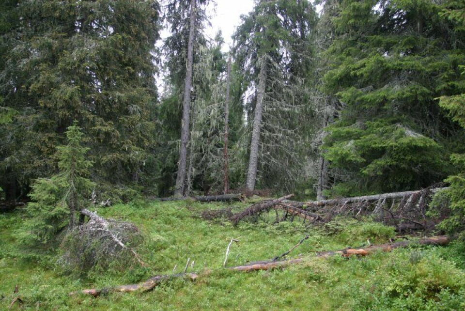Fleretasjet skog er en forutsetning for såkalt lukket hogst. Det betyr at skogsarbeidere ikke tar alle trærne, men lar flere stå igjen. Luft mellom trærne gir nemlig mer lys til skogbunnen, som igjen gir rikere vegetasjon. ( Foto: John Yngvar Larsson)