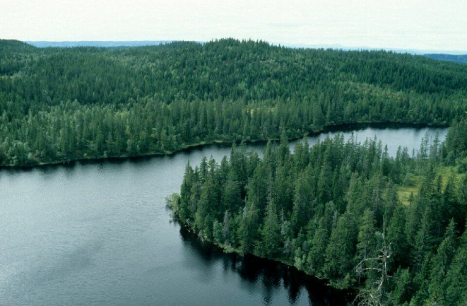Det er et krav om å tilrettelegge for fleretasjet skog i kantsoner mot vann, vassdrag og myr. (Foto: John Yngvar Larsson)