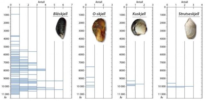Diagrammet viser hvilken alder skjell har fått ved datering med radiokarbonmetoden. Det er fremstilt som antall prøver pr 100 år. Det er altså ett blåskjell som har gitt alder mellom 11 000 og 11 100 år og likedan i de neste 100-års intervallene. Derimot er det seks blåskjell som har gitt aldre mellom 10 400 og 10 500 år. (Grafikk: Eva Bjørseth) Diagrammet viser hvilken alder skjell har fått ved datering med radiokarbonmetoden. Det er fremstilt som antall prøver pr 100 år. Det er altså ett blåskjell som har gitt alder mellom 11 000 og 11 100 år og likedan i de neste 100-års intervallene. Derimot er det seks blåskjell som har gitt aldre mellom 10 400 og 10 500 år. (Grafikk: Eva Bjørseth)
