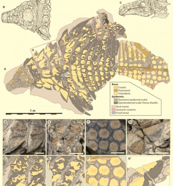 Figuren gir et overblikk over hvilke deler av dinosauren forskerne har funnet. (Illustrasjon: Current Biology) Figuren gir et overblikk over hvilke deler av dinosauren forskerne har funnet. (Illustrasjon: Current Biology)