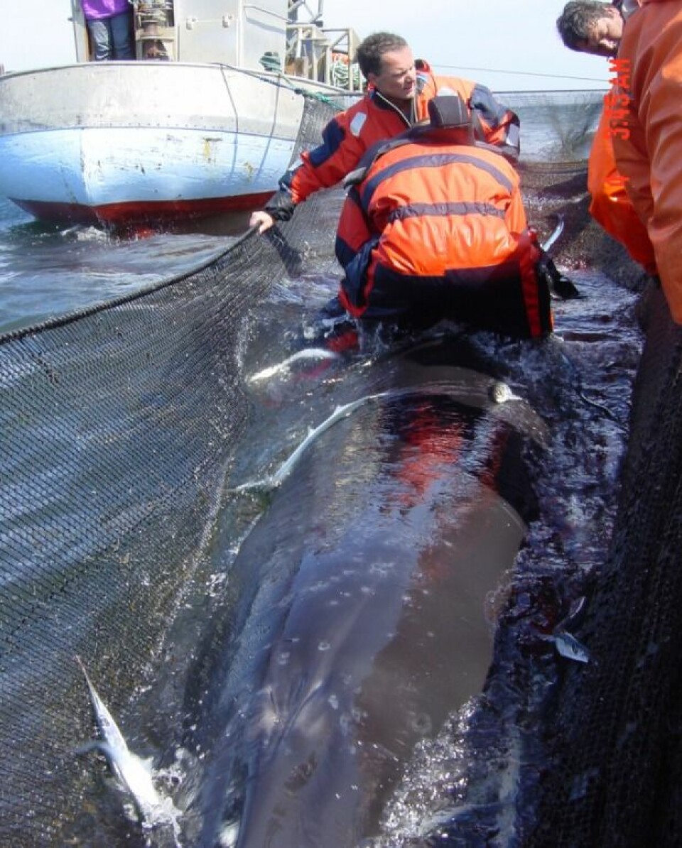 To av forskerne kravler ut i garnet og opp på hvalen for å montere instrumentene på ryggfinnen. (Foto: Aarhus Universitet)