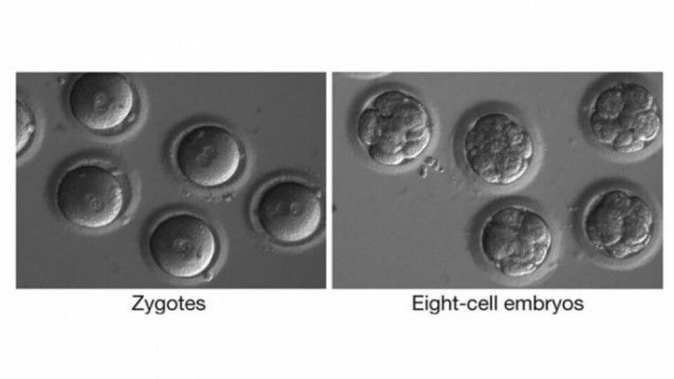 Til venstre ser du befruktede egg like før de ble genredigert. Til høyre ser du embryoene etter at de hadde blitt utsatt for CRISPR, og gått gjennom celledeling. (Foto: Salk Institute) (Foto: Salk Institute)