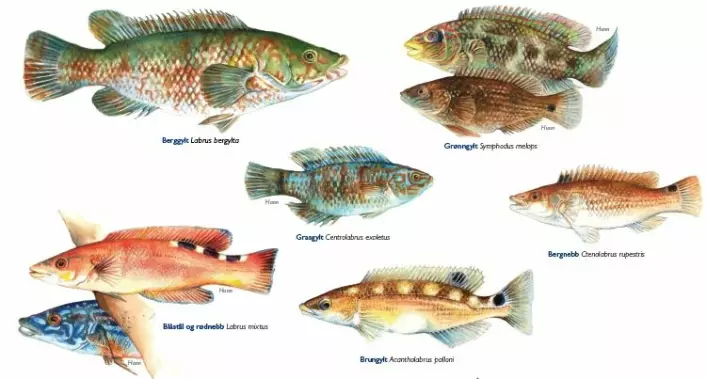 Dette er de ulike leppefiskene i norsk farvann. (Illustrasjon: Havforskningsinstituttet)