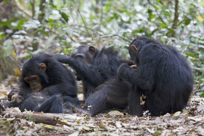 Sjimpanser finner lett mat og kan koste på seg fri sex og løsere parforhold. Disse sjimpansene lever i Gombe Stream National Park i Tanzania. (Foto: Ikiwaner, <a href="https://en.wikipedia.org/wiki/en:GNU_Free_Documentation_License">GNU Free Documentation Licence</a>.) Sjimpanser finner lett mat og kan koste på seg fri sex og løsere parforhold. Disse sjimpansene lever i Gombe Stream National Park i Tanzania. (Foto: Ikiwaner, <a href="https://en.wikipedia.org/wiki/en:GNU_Free_Documentation_License">GNU Free Documentation Licence</a>.)