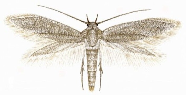 Denne lille sommerfuglen, Elachista tanaella, ble oppdaget i 2002. Den er helt ensfarget gråbrun og vingespennet er bare på 10 mm.<br>(Illustrasjon: Nini Cecilie Roll Aarvik) Denne lille sommerfuglen, Elachista tanaella, ble oppdaget i 2002. Den er helt ensfarget gråbrun og vingespennet er bare på 10 mm.<br>(Illustrasjon: Nini Cecilie Roll Aarvik)