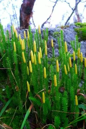 Slik ser den strie kråkefotplanten ut der den vokser i alle typer skog overalt i Norge. (Foto: Heidi Thöni Sletten)