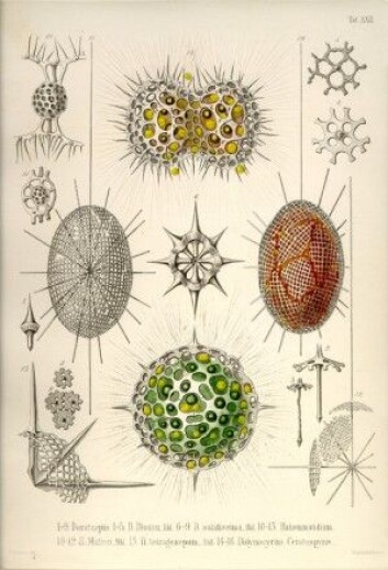 Det er lenge siden tyskeren Ernst Haeckel beskrev og tegnet radiolariene og deres unike skjeletter. Her er kobberplate nummer 22 i verket hans om de spesielle encellede organismene. (Illustrasjon: Ernst Haeckel: Die Radiolarien, 1862) Det er lenge siden tyskeren Ernst Haeckel beskrev og tegnet radiolariene og deres unike skjeletter. Her er kobberplate nummer 22 i verket hans om de spesielle encellede organismene. (Illustrasjon: Ernst Haeckel: Die Radiolarien, 1862)