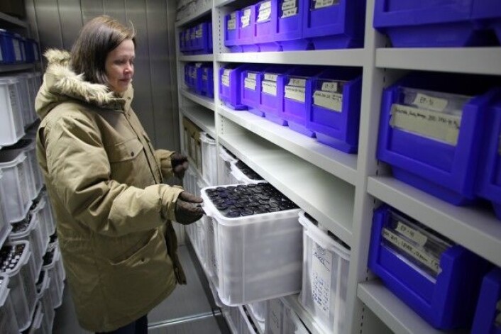 Marte Solhaug Jenssen inne i Miljøprøvebankens frysearkiv som holder en temperatur på 25 minusgrader. (Foto: NIVA) Marte Solhaug Jenssen inne i Miljøprøvebankens frysearkiv som holder en temperatur på 25 minusgrader. (Foto: NIVA)