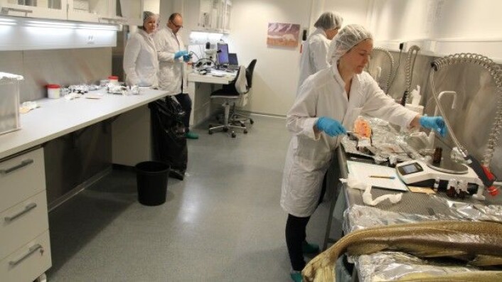 Her tar forskerne prøver fra fisk som ble samlet inn sist høst. (f.v) Marthe Solhaug Jenssen, Eirik Fjeld, Tage Bratrud og Siri Moy. (Foto: NIVA) Her tar forskerne prøver fra fisk som ble samlet inn sist høst. (f.v) Marthe Solhaug Jenssen, Eirik Fjeld, Tage Bratrud og Siri Moy. (Foto: NIVA)