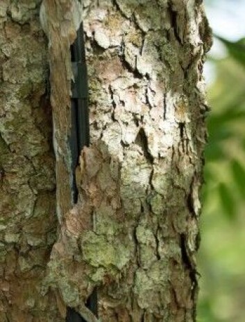 Ledningene opp til kameraene fikk et ekstra lag med bark som kamuflasje. – Profesjonelt og riktig oppsett, roser NINA-seniorforsker Trond Nygård. (Foto: Georg Mathisen) Ledningene opp til kameraene fikk et ekstra lag med bark som kamuflasje. – Profesjonelt og riktig oppsett, roser NINA-seniorforsker Trond Nygård. (Foto: Georg Mathisen)