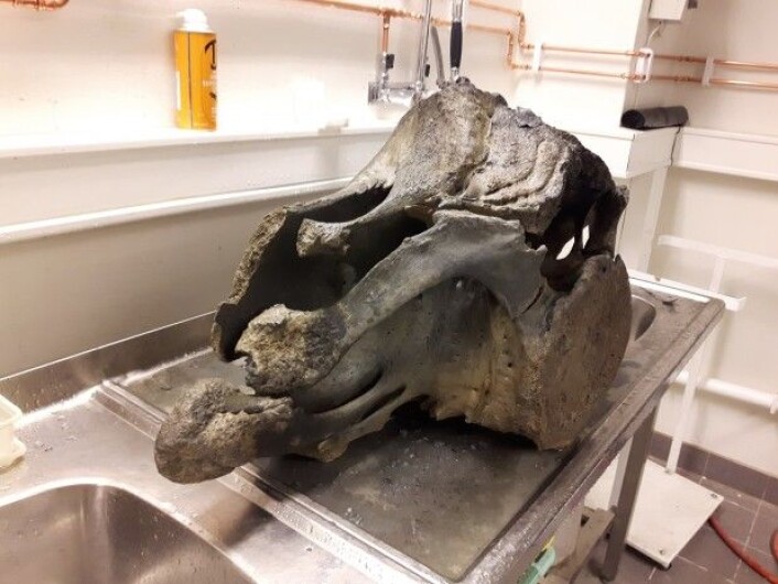 Her er nakkevirvlene renset på Vitenskapsmuseet i Trondheim. Hvalen de tilhørte, levde for rundt 14 000 år siden. (Foto: Jørgen Rosvold, NTNU Vitenskapsmuseet) Her er nakkevirvlene renset på Vitenskapsmuseet i Trondheim. Hvalen de tilhørte, levde for rundt 14 000 år siden. (Foto: Jørgen Rosvold, NTNU Vitenskapsmuseet)