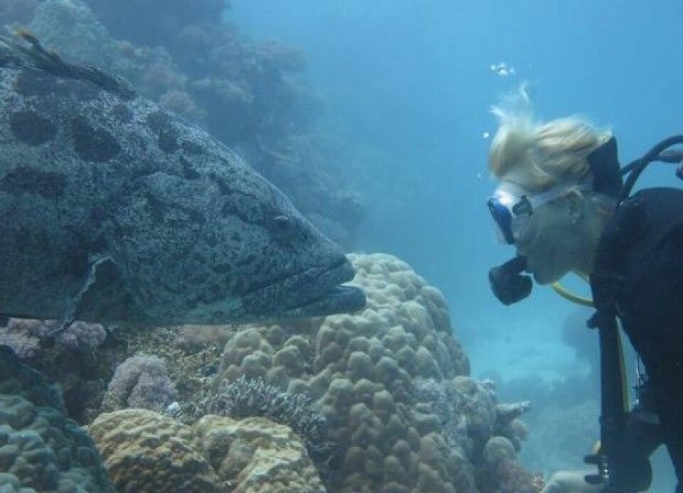 Medforfattar Bridie Allan frå Havforskingsinstituttet blir studert av ein fisk under eit dykk. (Foto: Ryan A Ramasamy)