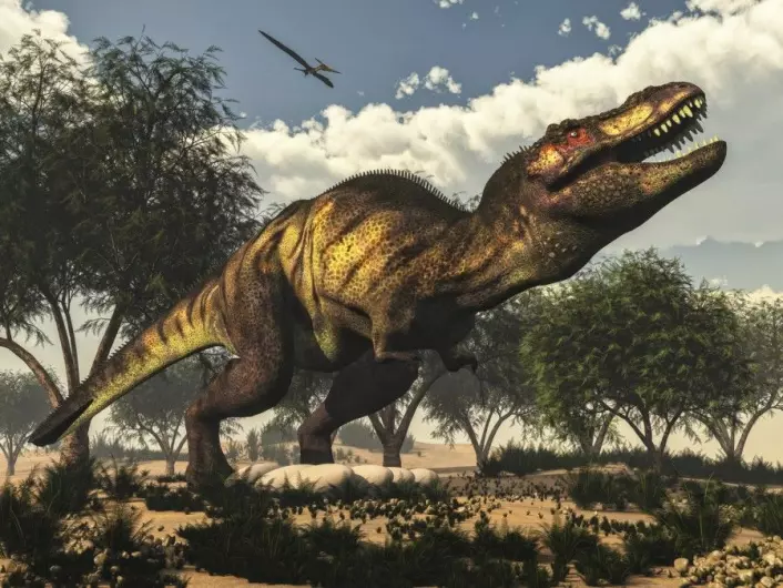 Ifølge modellen kunne en Tyrannosaurus Rex løpe i omkring 27 km/t. Det er langsommere enn et menneske. (Illustrasjon: Elenarts / Shutterstock / NTB scanpix)
