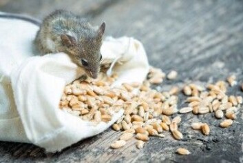 Forsøksleder Andrew Dillin vurderer ifølge sciencemag.org om manglende luktesans påvirker gnagerens oppfatning av mat, kanskje så den tror at den har spist mer enn den har. (Foto: Tiplyashina Evgeniya / Shutterstock / NTB scanpix) Forsøksleder Andrew Dillin vurderer ifølge sciencemag.org om manglende luktesans påvirker gnagerens oppfatning av mat, kanskje så den tror at den har spist mer enn den har. (Foto: Tiplyashina Evgeniya / Shutterstock / NTB scanpix)