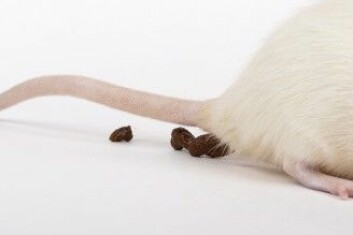 Rotter og mus har et snedig triks som sikrer dem den nødvendige næringen. De spiser maten to ganger. (Foto: Helga Lei / Shutterstock / NTB scanpix)