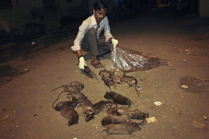 Den indiske byen Mumbai har ansatt flere titalls personer som jobber hver natt med å drepe rotter. En av dem er denne manne, Shakeel Sheikh. Bildet er fra 2011.<br>(Foto: Reuters /NTB scanpix) Den indiske byen Mumbai har ansatt flere titalls personer som jobber hver natt med å drepe rotter. En av dem er denne manne, Shakeel Sheikh. Bildet er fra 2011.<br>(Foto: Reuters /NTB scanpix)