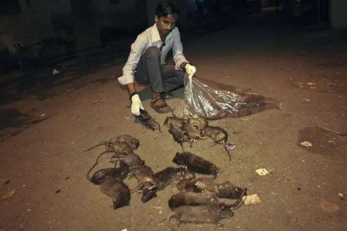 Den indiske byen Mumbai har ansatt flere titalls personer som jobber hver natt med å drepe rotter. En av dem er denne manne, Shakeel Sheikh. Bildet er fra 2011.<br>(Foto: Reuters /NTB scanpix)