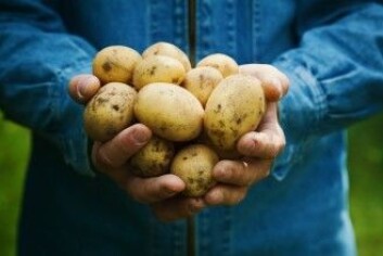 En australier kastet ut seg i et vilt – og noe ensformig – forsøk. Han levde av poteter i et helt år. Det er aldri en god idé bare å leve av én matvare, men poteten nok det beste valget. (Foto: Julia Sudnitskaya / Shutterstock / NTB scanpix) En australier kastet ut seg i et vilt – og noe ensformig – forsøk. Han levde av poteter i et helt år. Det er aldri en god idé bare å leve av én matvare, men poteten nok det beste valget. (Foto: Julia Sudnitskaya / Shutterstock / NTB scanpix)