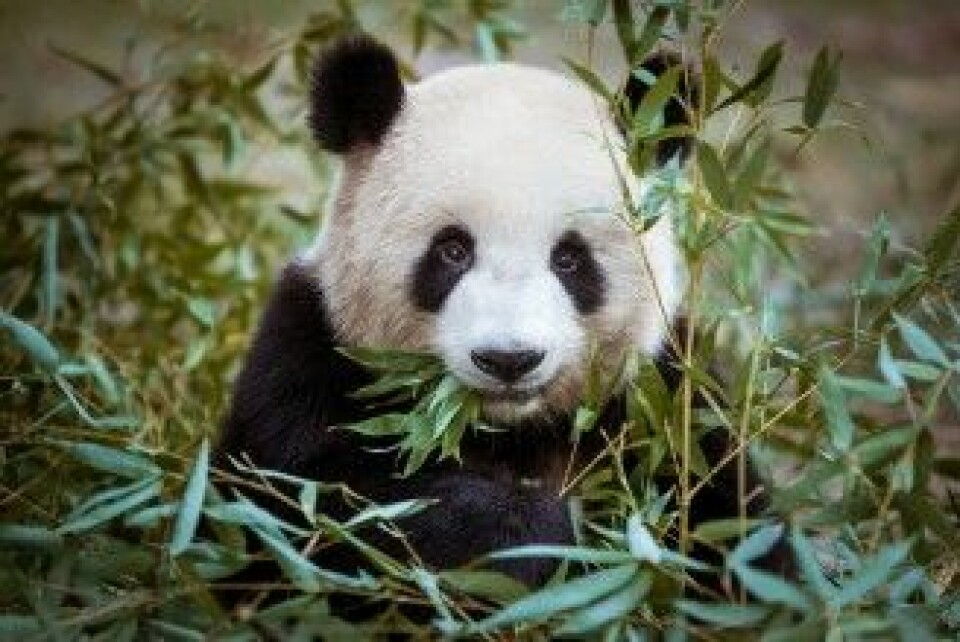 Hele 99 prosent av pandaens mat består av bambus. Det er ikke spesielt økonomisk, for det er ikke mye næring i en bambusstang. Derfor gjør pandaen heller ikke mye annet enn å spise i timevis. (Foto: PHOTO BY LOLA / Shutterstock / NTB scanpix)