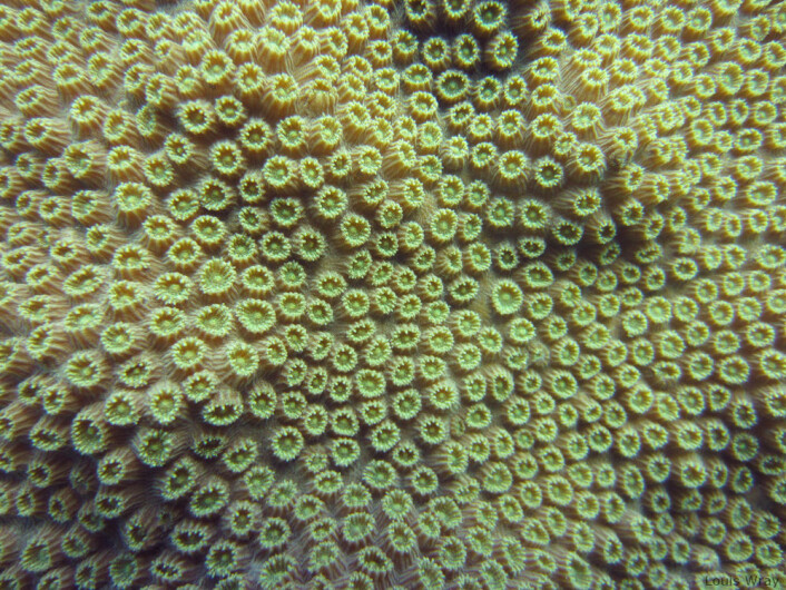Nærbilde av en <em>Orbicella annularis</em> ved Florida Keys. (Foto: Louiswray, Creative Commons <a href="https://creativecommons.org/licenses/by-sa/3.0/deed.en">BY-SA 3.0</a>) Nærbilde av en <em>Orbicella annularis</em> ved Florida Keys. (Foto: Louiswray, Creative Commons <a href="https://creativecommons.org/licenses/by-sa/3.0/deed.en">BY-SA 3.0</a>)