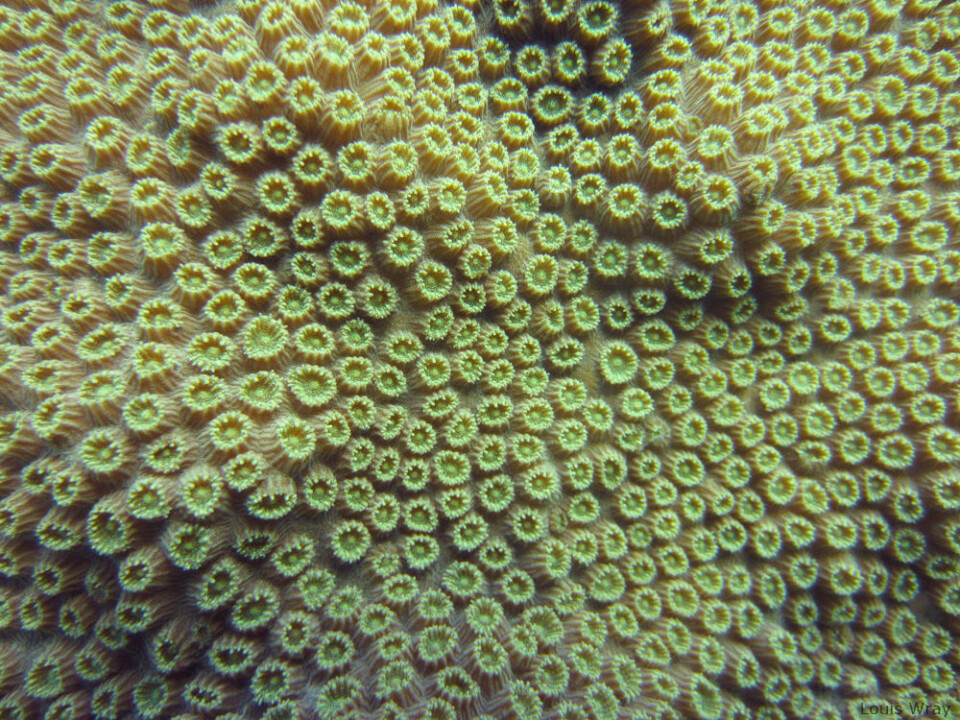 Nærbilde av en Orbicella annularis ved Florida Keys. (Foto: Louiswray, Creative Commons BY-SA 3.0)