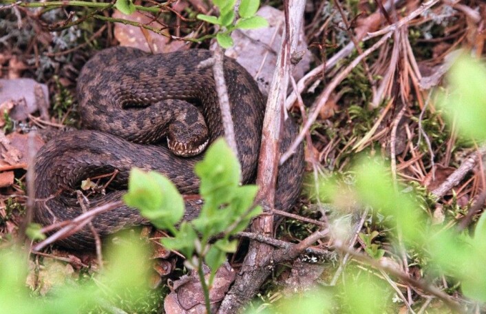 Er dette hundenes verste venn? Denne hoggormen ble fotografert i Nittedal. (Foto: Jon Eeg / NTB Scanpix) Er dette hundenes verste venn? Denne hoggormen ble fotografert i Nittedal. (Foto: Jon Eeg / NTB Scanpix)