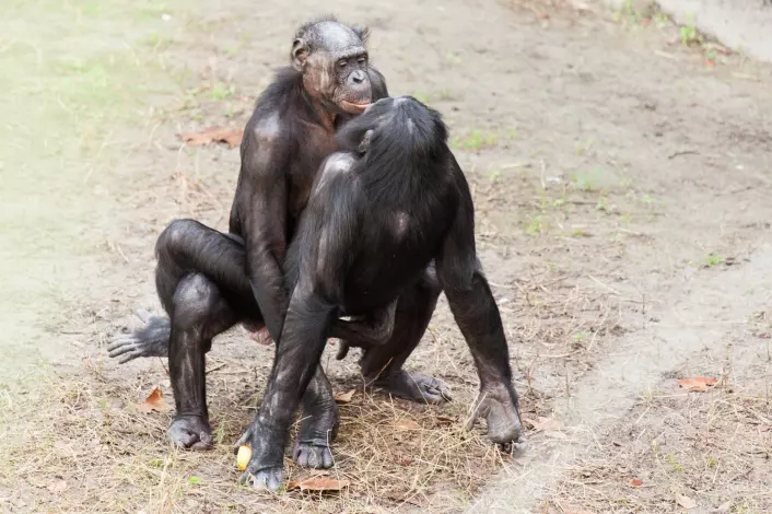 To bononoaper hygger seg i Jacksonville Zoo i Florida. Disse apene har masse sex, er ikke sjalu og unngår vold. (Foto: Rob Bixby, CC BY 2.0 (<a href="http://creativecommons.org/licenses/by/2.0">http://creativecommons.org/licenses/by/2.0</a>), via Wikimedia Commons