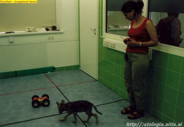 En ulvevalp i en annen eksperimentsammenheng. Vi vet ikke om denne ulven har vært med på forsøket. (Foto: Family dog project) En ulvevalp i en annen eksperimentsammenheng. Vi vet ikke om denne ulven har vært med på forsøket. (Foto: Family dog project)