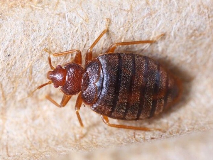 Veggedyrhanner skjærer opp hunnens underliv og sprøyter spermen inn i såret. (Foto: Shutterstock) Veggedyrhanner skjærer opp hunnens underliv og sprøyter spermen inn i såret. (Foto: Shutterstock)