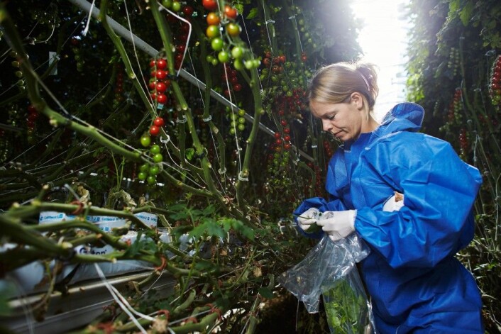 Mattilsynets overvåking i 2016 viser at nivået av plantevernmidler i mat generelt er lavt. (Foto: Mattilsynet) Mattilsynets overvåking i 2016 viser at nivået av plantevernmidler i mat generelt er lavt. (Foto: Mattilsynet)