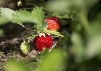 Det krever mye arbeid for å beskytte de gode, norske jordbæra fra insekt og sopp. (Foto: Torstein Bøe / NTB scanpix)
