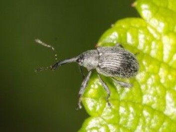 Jordbærsnutebilla <em>Anthonomus rubi</em> kutter stilkene til jordbærblomsterknoppene, og kan gjøre mye ugagn i en jordbæråker. (Foto: <a href="https://www.flickr.com/photos/gbohne/9567439689/in/photolist-HSNrKQ-fzrCuH-FQAJ4S-fJFkJE-CPZNcM-PvfTQm-JBgnCU-rh5QLH-qBxnwN-fpBXEx-5p4Sj6-9KaZoA-9JSc4M-9JT9aB-9KaZoE-9JSc4R-5axXCR-9JT9ax-9JSc4F-cfTQcu-9JSc4K-9JT9aH-hdr8zJ-86tSsH-hdr8BC-9JSc4H-fzFXf3-9JSc4z-9JT9aK-8xFtt9-JAU1CE-vVRWUa-8xCwQ4">Gbohne</a> / <a href="https://creativecommons.org/licenses/by-sa/2.0/">CC BY-SA 2.0</a>) Jordbærsnutebilla <em>Anthonomus rubi</em> kutter stilkene til jordbærblomsterknoppene, og kan gjøre mye ugagn i en jordbæråker. (Foto: <a href="https://www.flickr.com/photos/gbohne/9567439689/in/photolist-HSNrKQ-fzrCuH-FQAJ4S-fJFkJE-CPZNcM-PvfTQm-JBgnCU-rh5QLH-qBxnwN-fpBXEx-5p4Sj6-9KaZoA-9JSc4M-9JT9aB-9KaZoE-9JSc4R-5axXCR-9JT9ax-9JSc4F-cfTQcu-9JSc4K-9JT9aH-hdr8zJ-86tSsH-hdr8BC-9JSc4H-fzFXf3-9JSc4z-9JT9aK-8xFtt9-JAU1CE-vVRWUa-8xCwQ4">Gbohne</a> / <a href="https://creativecommons.org/licenses/by-sa/2.0/">CC BY-SA 2.0</a>)