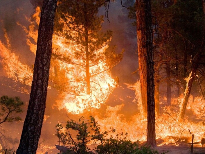 Skogbrann forurenser mer enn kontrollert brenning foretatt av profesjonelle. (Foto: Kari Greer/USFS Gila National Forest via NASA) Skogbrann forurenser mer enn kontrollert brenning foretatt av profesjonelle. (Foto: Kari Greer/USFS Gila National Forest via NASA)