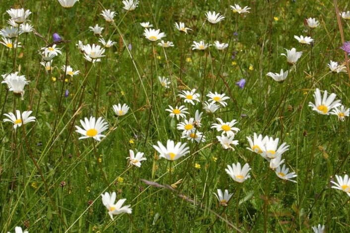 Slåttemarkene betyr mye for planter, insekter og fugler. (Foto: Bolette Bele) Slåttemarkene betyr mye for planter, insekter og fugler. (Foto: Bolette Bele)