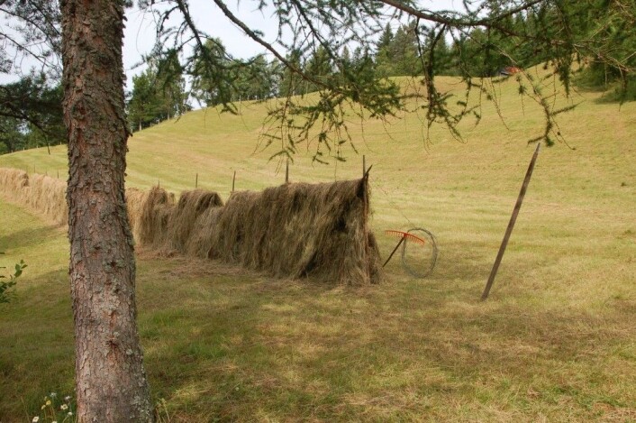 Før i tiden hengte bøndene graset opp til tørk på hesjer, som er lange gjerder de satte opp i slåtten. (Foto: Bolette Bele) Før i tiden hengte bøndene graset opp til tørk på hesjer, som er lange gjerder de satte opp i slåtten. (Foto: Bolette Bele)