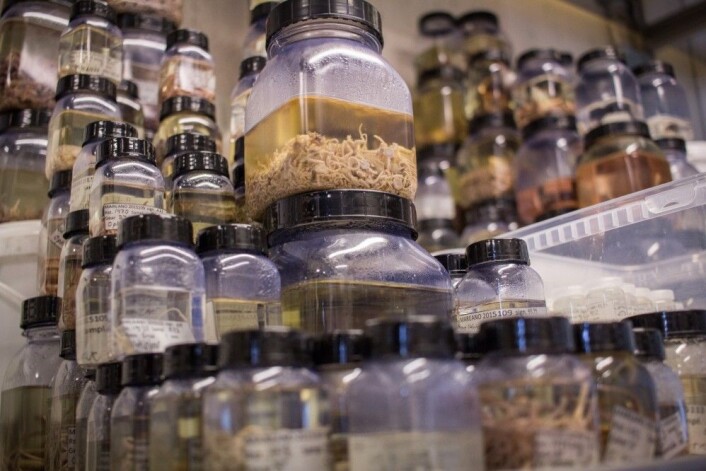 Alle artene som blir hentet opp fra havbunnen blir identifisert, veid og telt. (Foto: Erlend A. Lorentzen/Havforskningsinstituttet) Alle artene som blir hentet opp fra havbunnen blir identifisert, veid og telt. (Foto: Erlend A. Lorentzen/Havforskningsinstituttet)