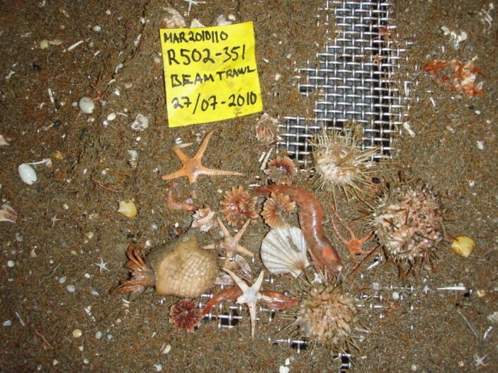 Denne buffeen finnes på havets bunn og er tilgjengelig for alle havdyr som kan grave. (Foto: Mareano) Denne buffeen finnes på havets bunn og er tilgjengelig for alle havdyr som kan grave. (Foto: Mareano)