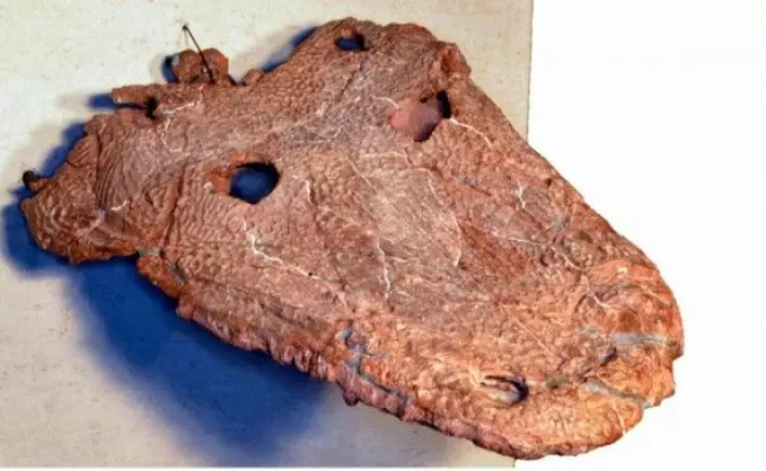 Kraniet fra Cyclotosaurus naraserluki er fortsatt godt bevart, selv om det er 210 millioner år siden kjempepadden levde. Her ser vi kraniet under en utstilling ved Geocenter Møns Klint. (Foto: KU)