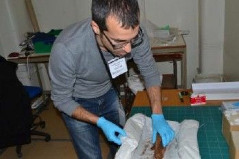 Claodio Ottoni ser på en mumifisert katt for å hente ut DNA. (Foto: UiO)
