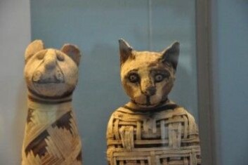 Det finnes mange mumifiserte katter og enkelte er godt bevart, slik som disse som er stilt ut i British Museum. (Foto: Claudio Ottoni) Det finnes mange mumifiserte katter og enkelte er godt bevart, slik som disse som er stilt ut i British Museum. (Foto: Claudio Ottoni)