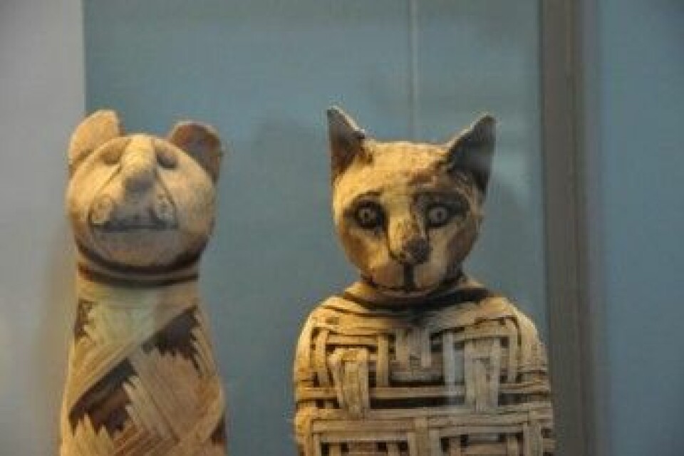 Det finnes mange mumifiserte katter og enkelte er godt bevart, slik som disse som er stilt ut i British Museum. (Foto: Claudio Ottoni)