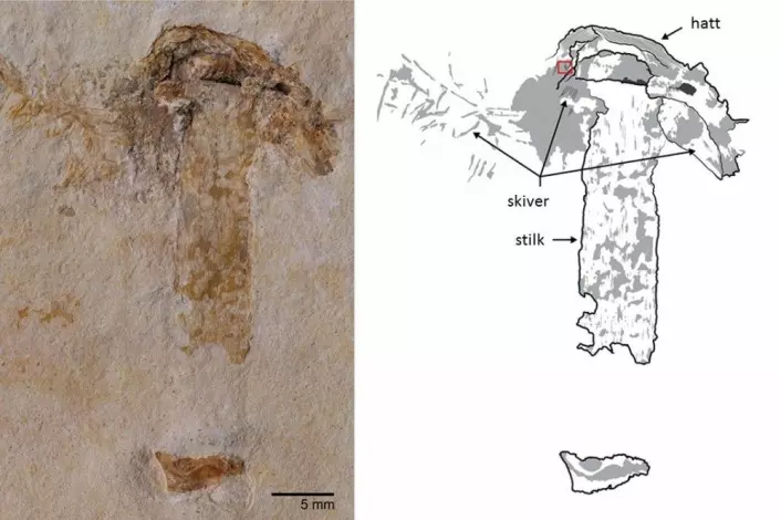 Hatten passer. Dette 115 millioner år gamle fossilet er definitivt en mushroom-sopp. (Foto: Jared Thomas. Tegning: Danielle Ruffatto)