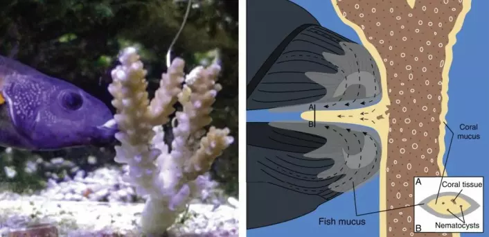 Slik tror forskerne det går til. Fiskens eget slim beskytter mot det giftige slimet på korallen, og den kan suge det i seg. (Illustrasjon: Victor Huertas og David Bellwood)