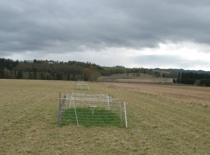 Fra innhengningsforsøk på Flatåsen i Levanger i Nord-Trøndelag. (Foto: Anne Kari Bergjord Olsen, NIBIO) Fra innhengningsforsøk på Flatåsen i Levanger i Nord-Trøndelag. (Foto: Anne Kari Bergjord Olsen, NIBIO)