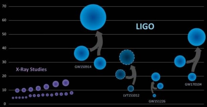 De sorte hullene som er oppdaget med røntgenteleskoper (de lilla sirklene), har hatt hele 16 solmasser. Men de kolliderende sorte hullene som LIGO har fanger opp tyngdebølger fra, har vært mye tyngre. Det nyoppagede systemet ligger lengst til høyre. Y-aksen angir antall solmasser. (Grafikk: LIGO/Caltech/A. Simonnet, Sonoma State)