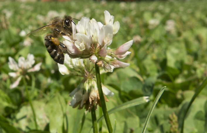 Kløver trenger insekter til å formere seg. Men det er bare hvis den skal brukes til såfrø. Skal kløveren derimot brukes som fôr, kan den bestøve seg selv eller gjennom vinden. (Foto: Paul Kleiven / NTB scanpix) Kløver trenger insekter til å formere seg. Men det er bare hvis den skal brukes til såfrø. Skal kløveren derimot brukes som fôr, kan den bestøve seg selv eller gjennom vinden. (Foto: Paul Kleiven / NTB scanpix)