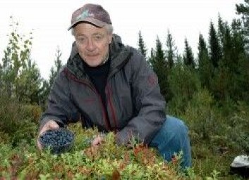 Tilgang til lys er det som gjelder for blåbærene, forteller forsker Rolf Nestby. (Foto: Jon Schärer) Tilgang til lys er det som gjelder for blåbærene, forteller forsker Rolf Nestby. (Foto: Jon Schärer)