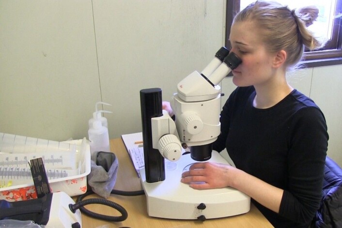 Vanessa Pitusi i mikroskopisk jakt på organismer som lever i sjøisen. (Foto: Eivind Torgersen) Vanessa Pitusi i mikroskopisk jakt på organismer som lever i sjøisen. (Foto: Eivind Torgersen)