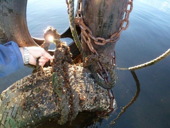 De to siste somrene har NIVA fartet rundt i Oslofjorden og undersøkt blant annet båthavner og tau etter fremmede marine arter. (Foto: NIVA) De to siste somrene har NIVA fartet rundt i Oslofjorden og undersøkt blant annet båthavner og tau etter fremmede marine arter. (Foto: NIVA)